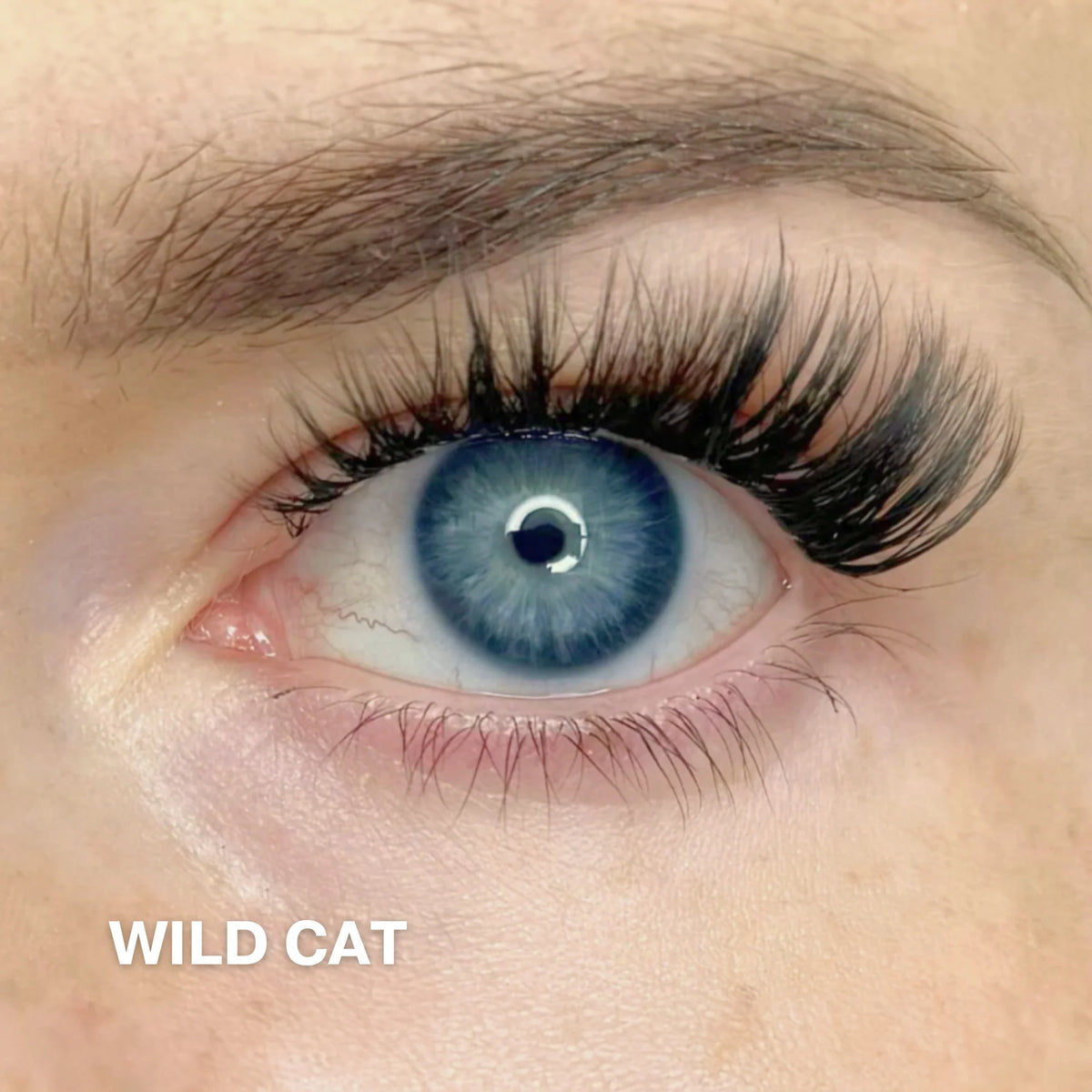 Wild Cat 4-pak