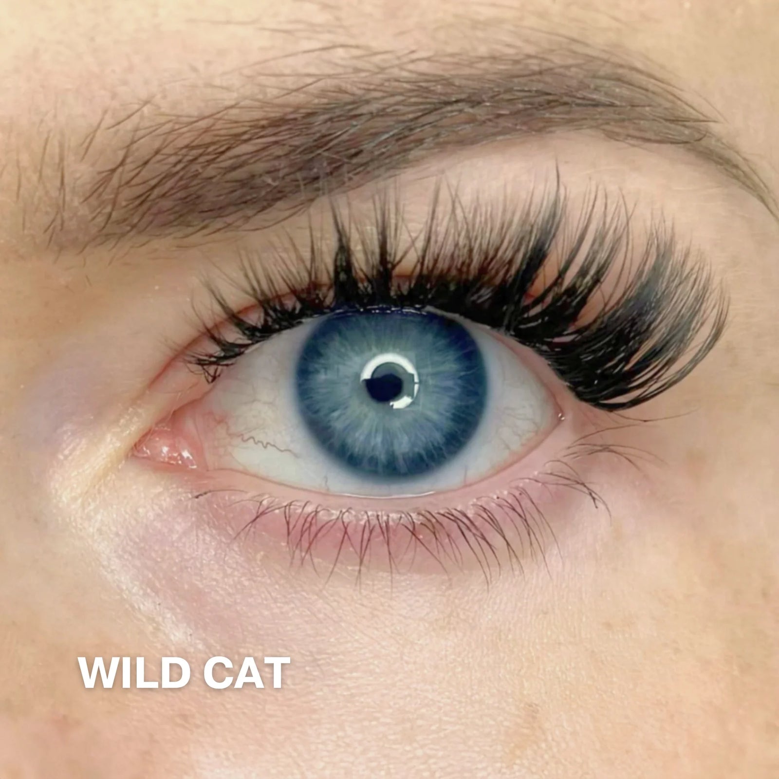 Wild Cat 4-pak